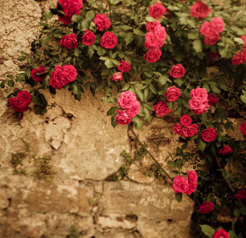 Roses on a wall