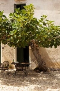 Mediterranean garden